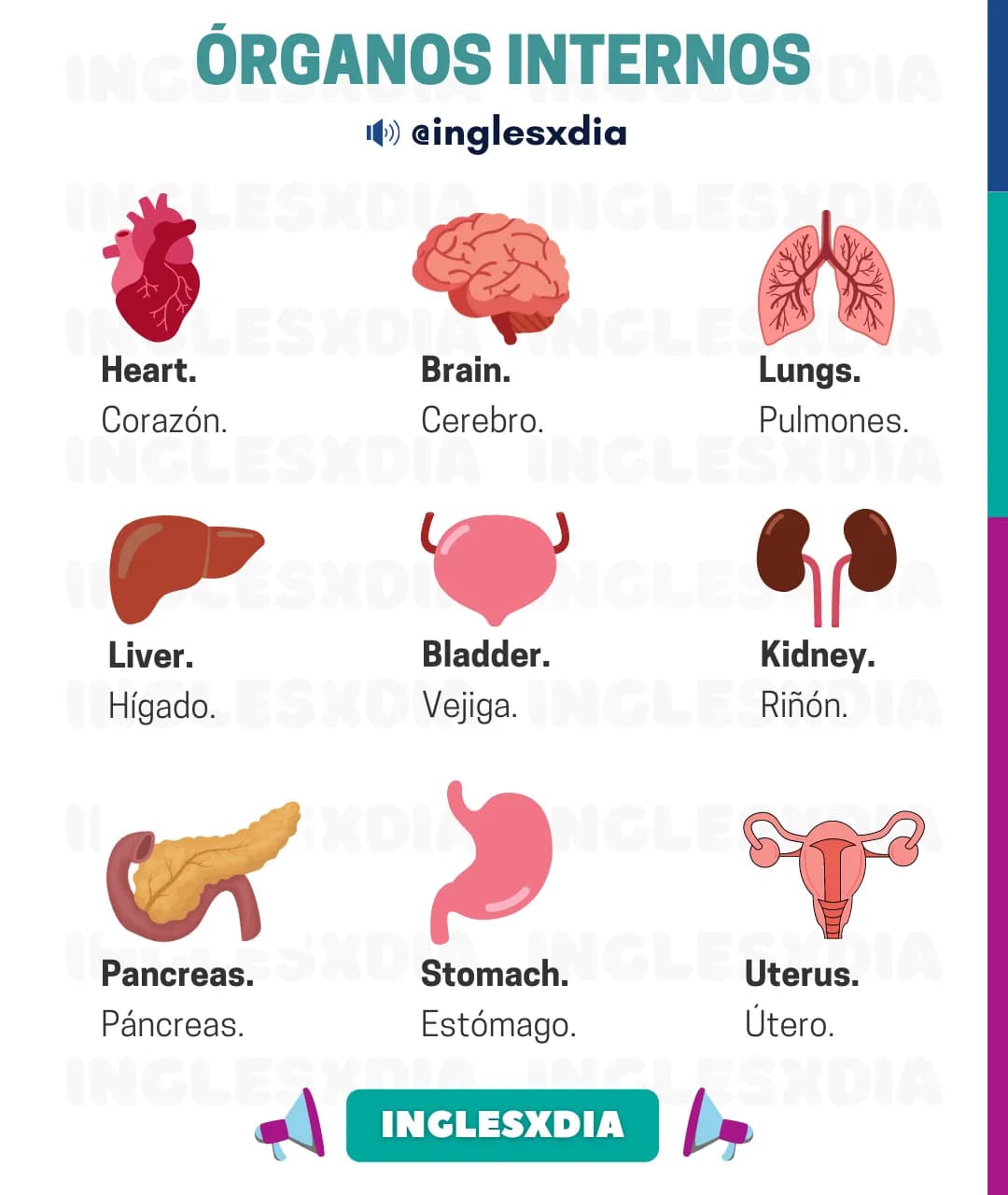 Órganos internos