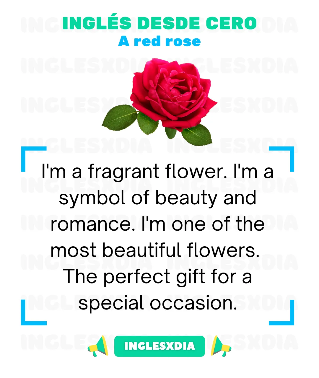 A red rose (452)