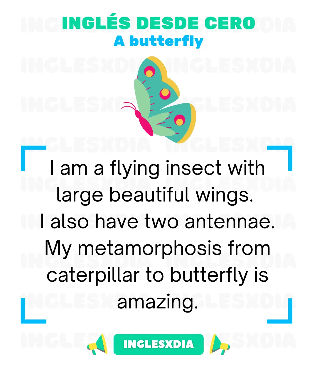 A butterfly