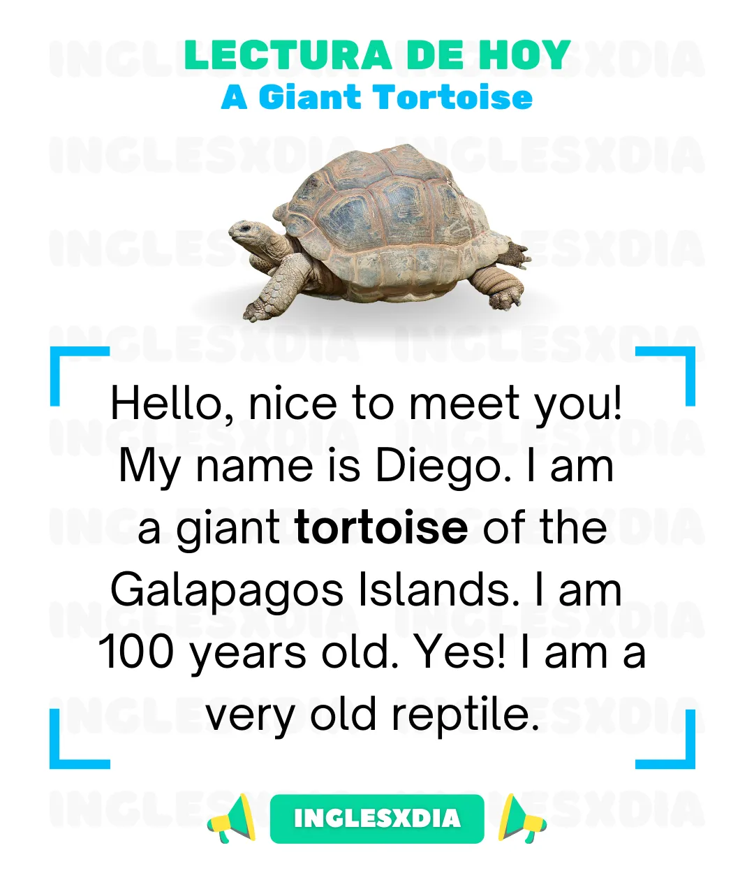 A Giant Tortoise (841)